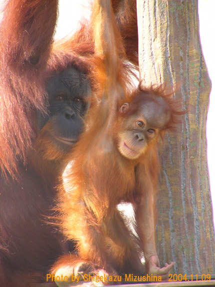 【Orangutan】羽毛布団　superior1 BUCHENBAUM 羽毛布団superior1 BUCHENBAUM