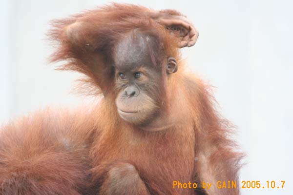 GAIN [Great Ape Information Network]