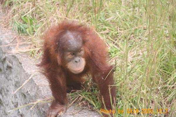 GAIN [Great Ape Information Network]