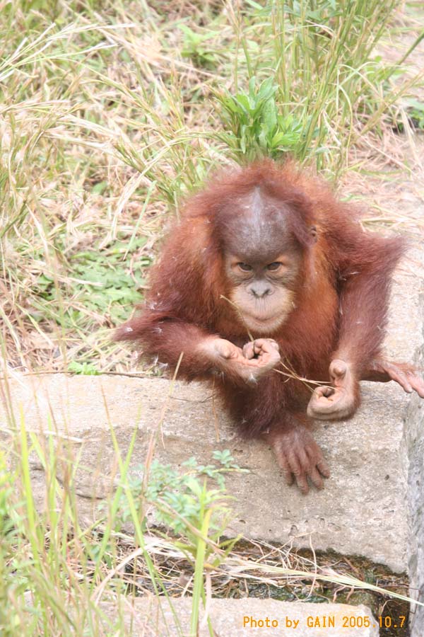 Orangutan】羽毛布団 superior1 BUCHENBAUM Orangutan】羽毛布団