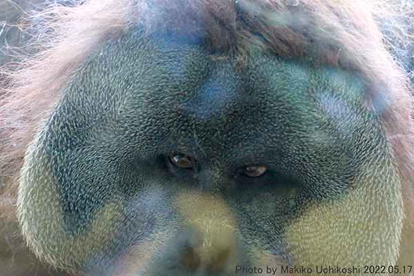 Orangutan】羽毛布団 superior1 BUCHENBAUM Orangutan】羽毛布団