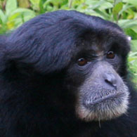 gain great ape information network