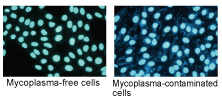 Fig.2