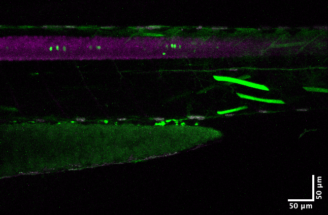 nig-zebra/BCstack64_MAX_hcf14AORC_HuCmC_d3_spinalcode1038.oib_-_Series_1.png