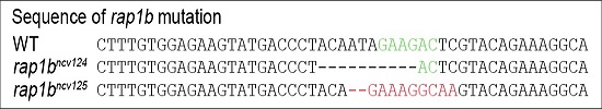 wt-rap1bncv124-rap1bncv125.jpg